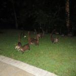 Coatimundis - Bahia Principe, Mayan Riviera